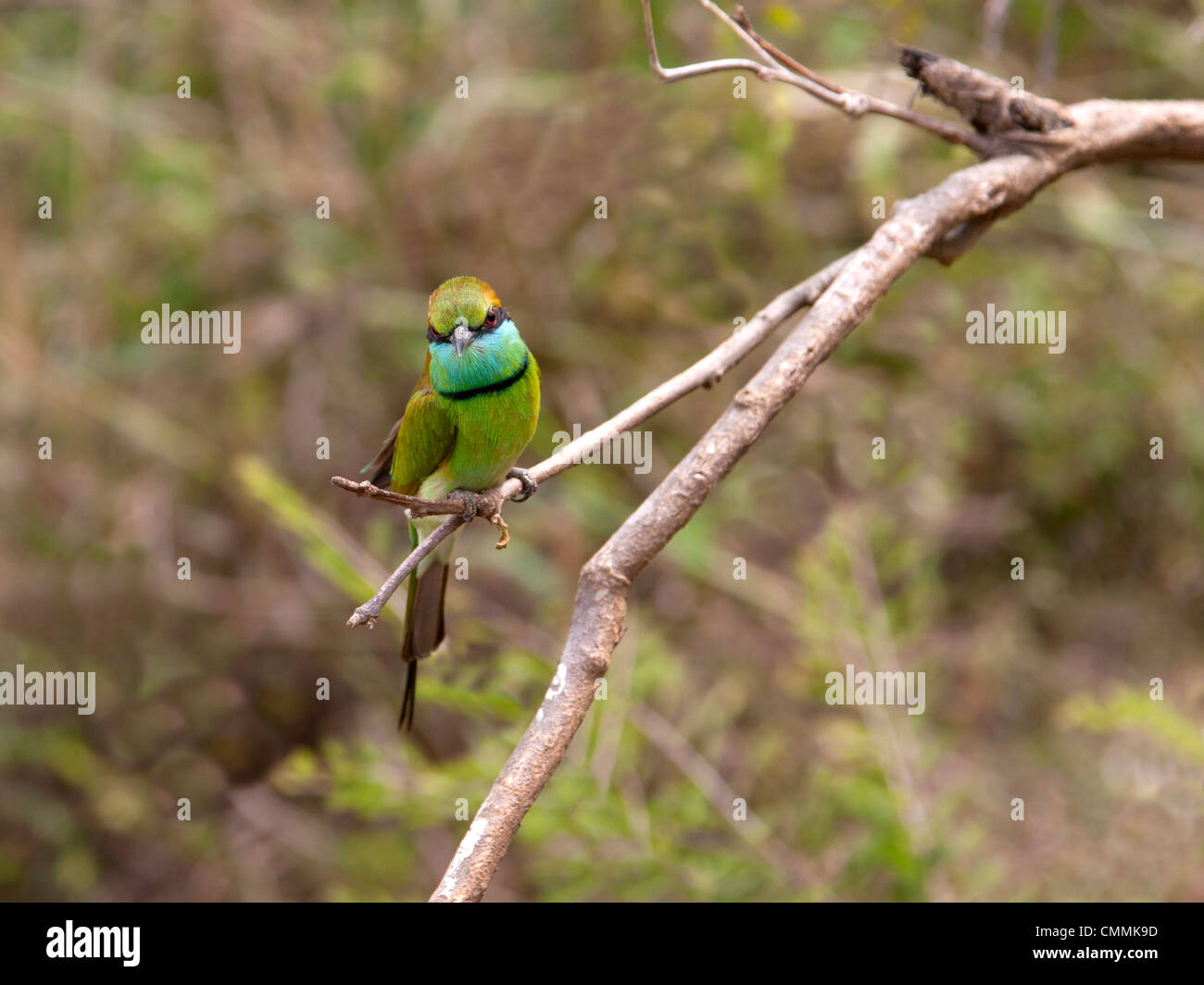 Green bee eater hi-res stock photography and images - Alamy