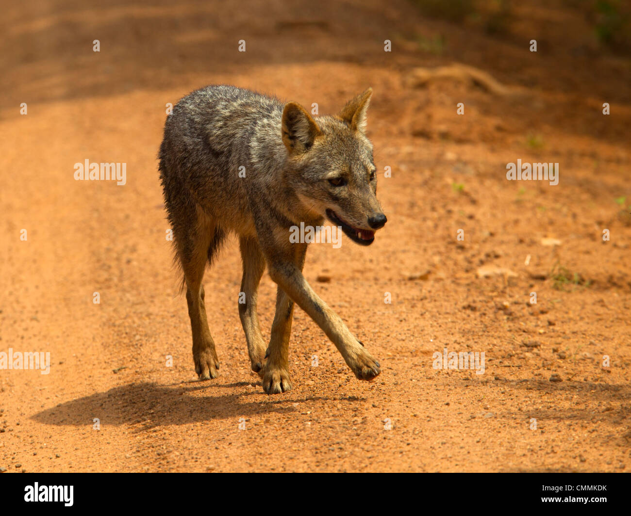 Golden jackal, Yala Stock Photo - Alamy