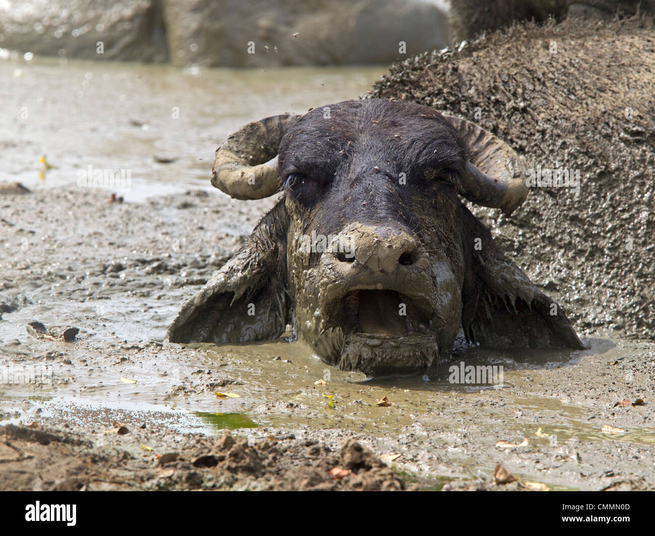 Water buffalo part submerged in mud Stock Photo
