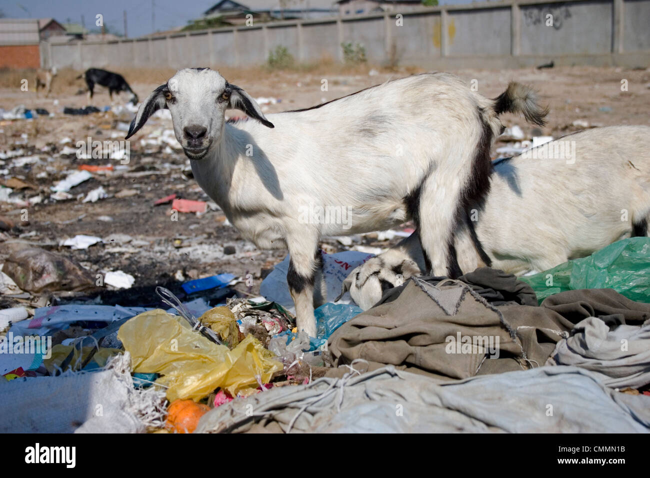 A goat is standing in a pile of garbage at the Stung Meanchey Landfill