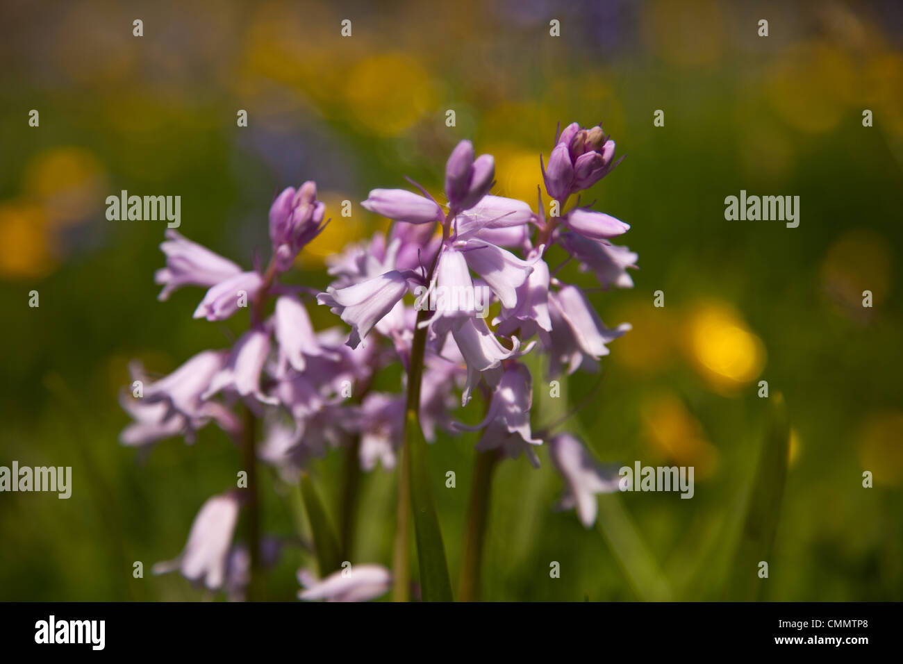 lilac colored bluebell in bloom. Stock Photo