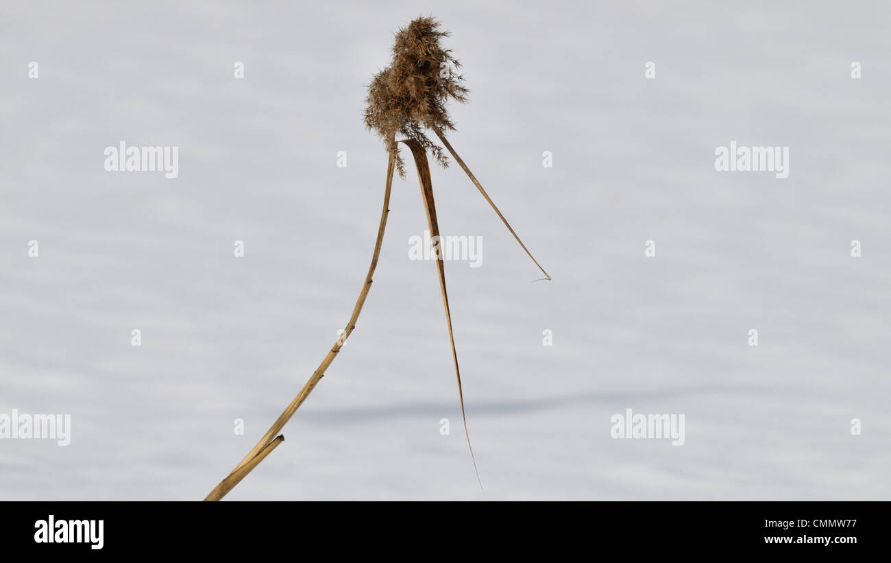 Single reed hi-res stock photography and images - Alamy