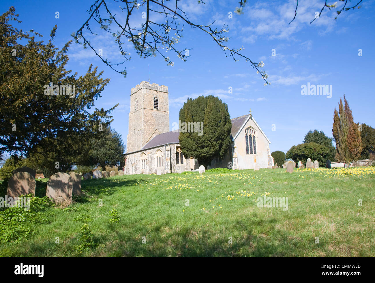 Daffodils in spring at All Saints church, Great Glemham, Suffolk, England Stock Photo