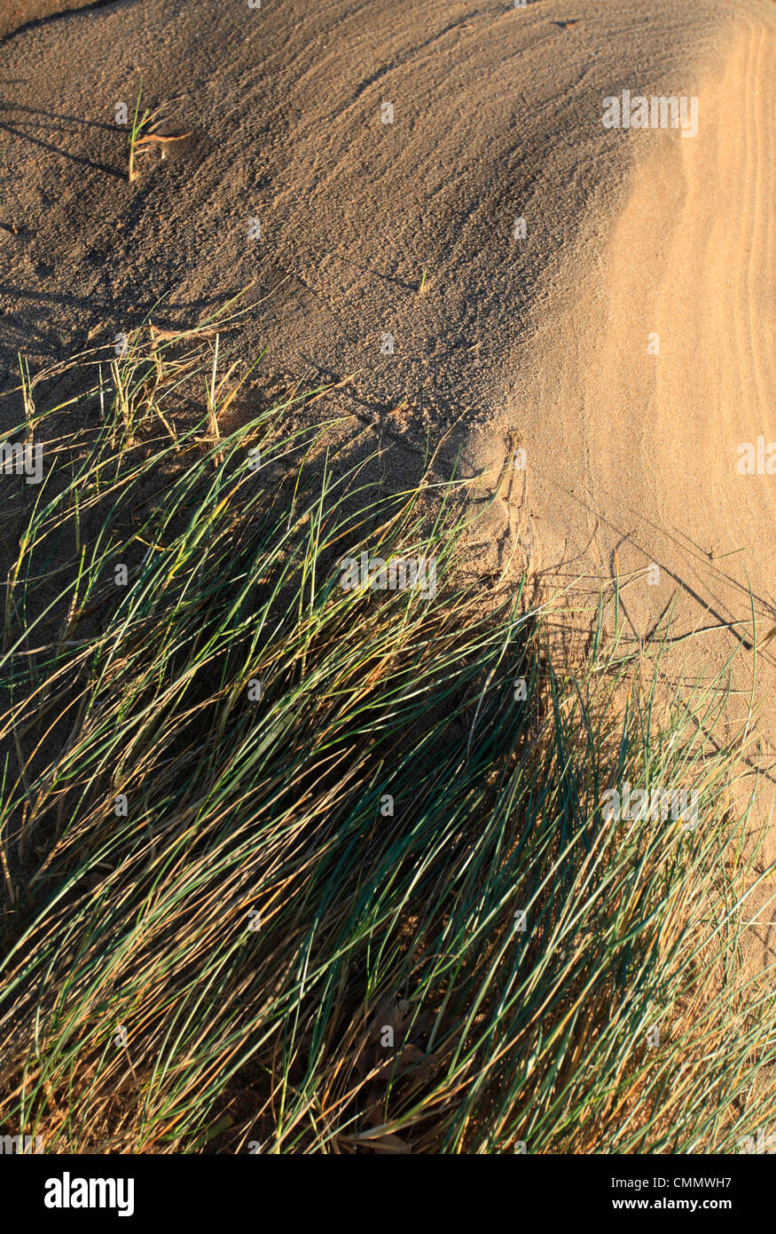 Marram grass on a sand dune at Holme Dunes Nature Reserve on the Norfolk coast. Stock Photo