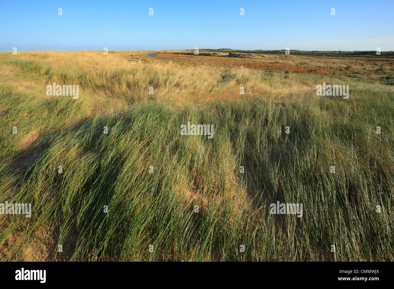 Marram grass at Holme Dunes Nature Reserve on the North Norfolk coast. Stock Photo