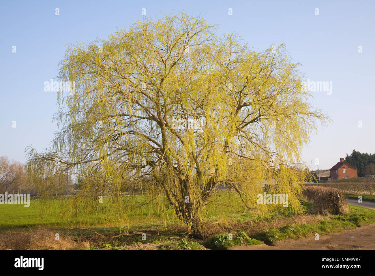 Willow tree england uk hi-res stock photography and images - Alamy