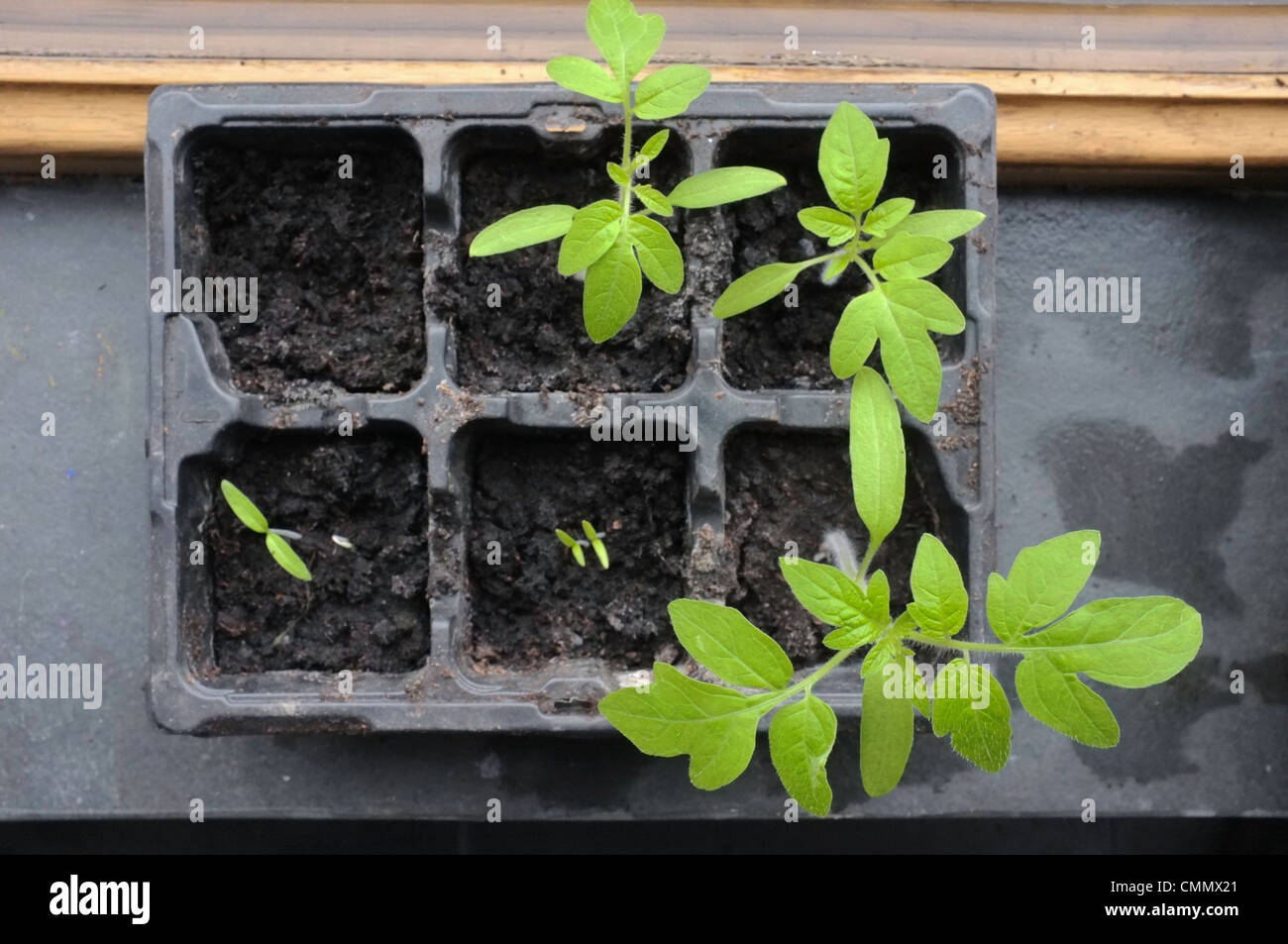 Young tomato plants and seedlings growing on a window sill Stock Photo