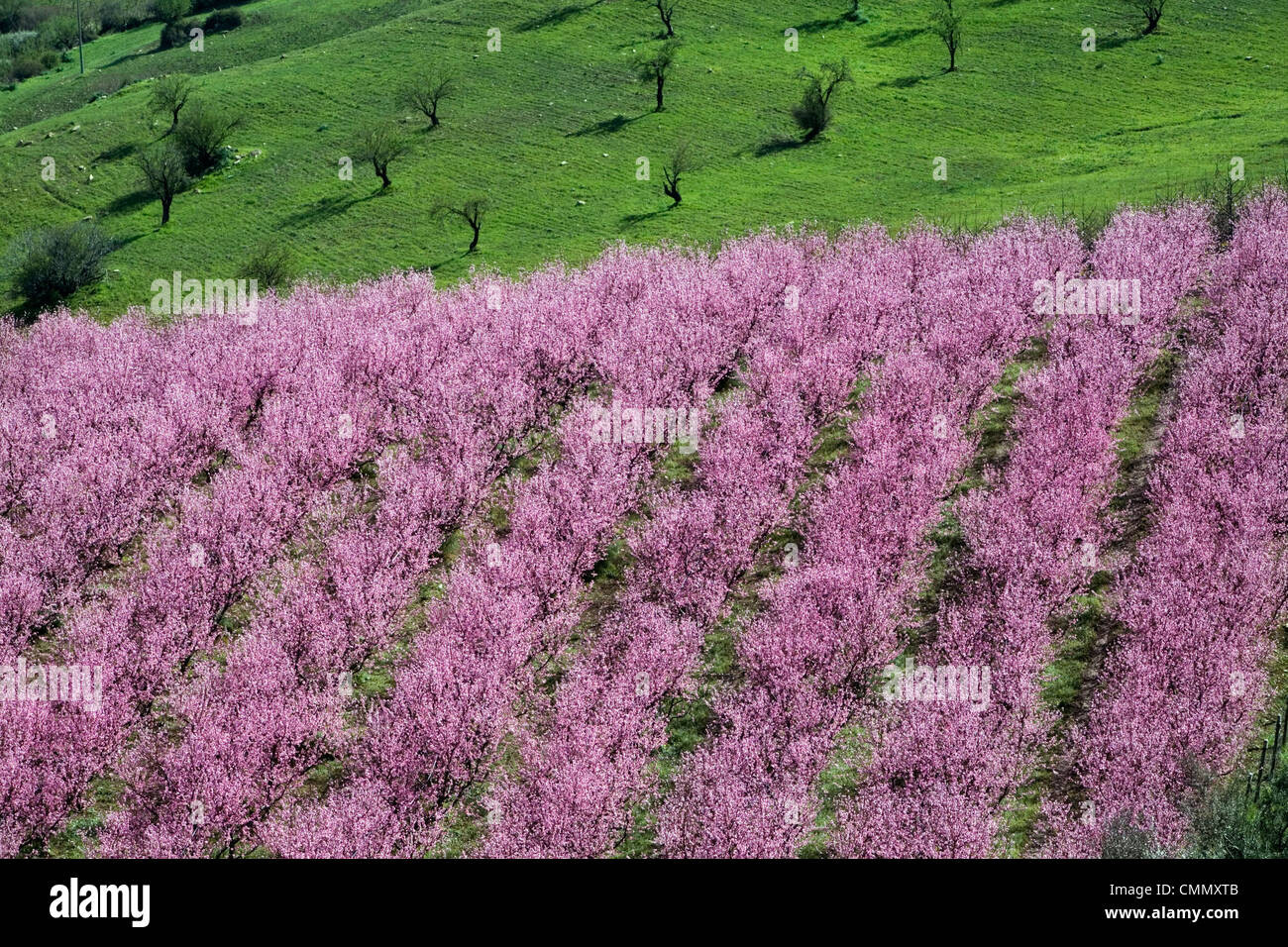 Almond blossom sicily hires stock photography and images Alamy
