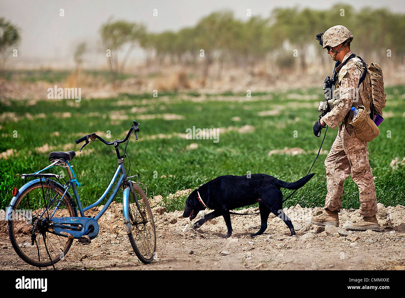 A U.S. Marine dog handler with Windy, an improvised explosive device detection dog, search the perimeter of the Safar School compound March 18, 2012 in Safar Bazaar, Afghanistan. Stock Photo