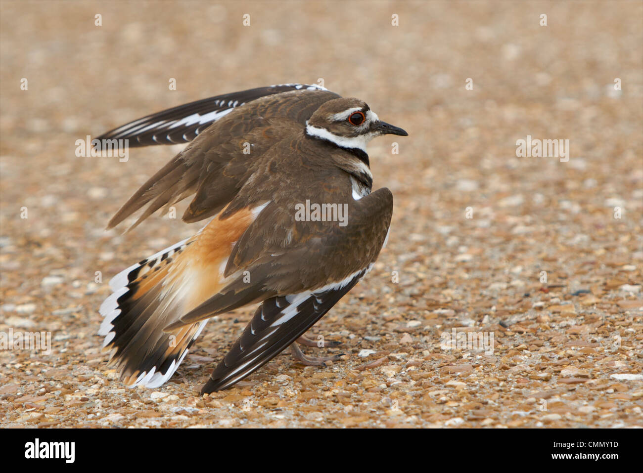 Killdeer bird hires stock photography and images Alamy