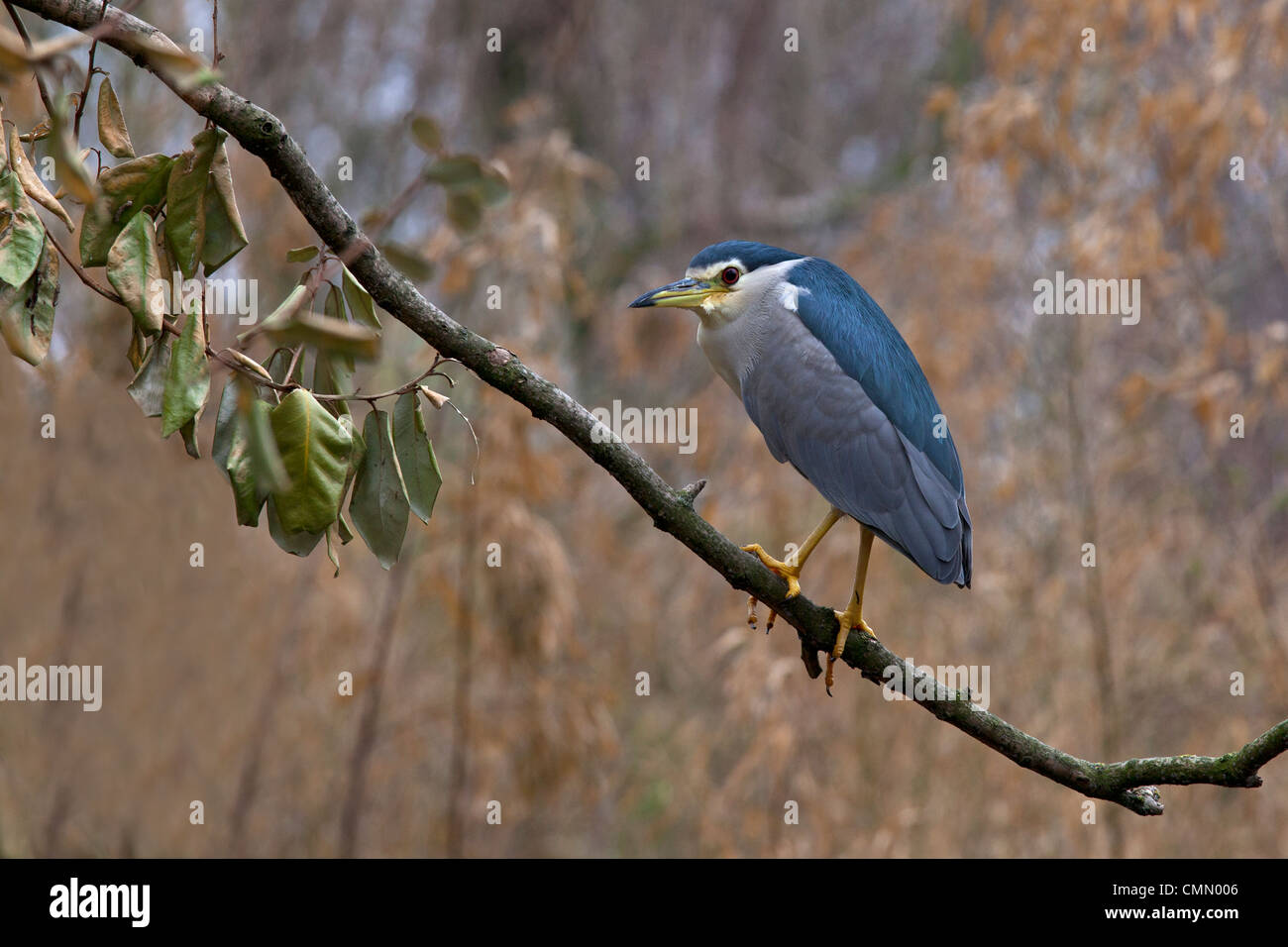 Night Heron in tree Stock Photo Alamy