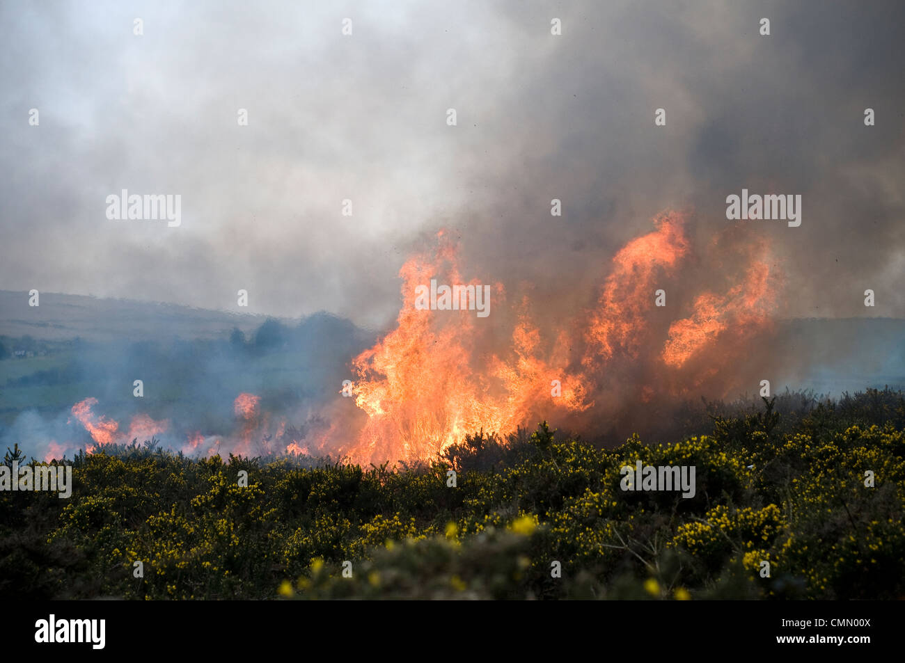 Controlled or prescribed burning, also known as hazard reduction burning or Swailing on Dartmoor,Devon,gorse,bracken,swaling,Controlled burning on Dar Stock Photo