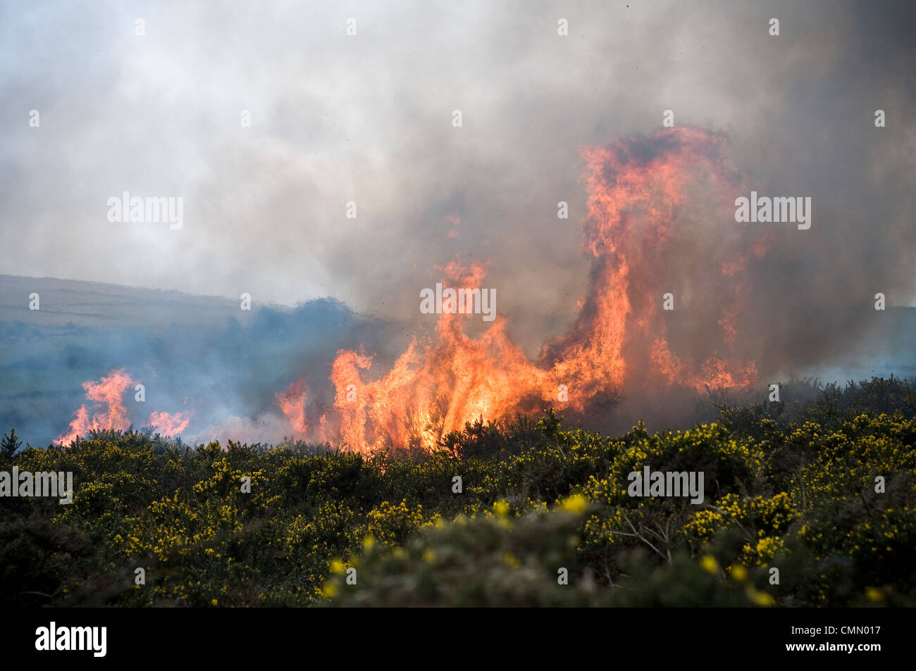 Controlled or prescribed burning, also known as hazard reduction burning or Swailing on Dartmoor,Devon,gorse,bracken,swaling Stock Photo