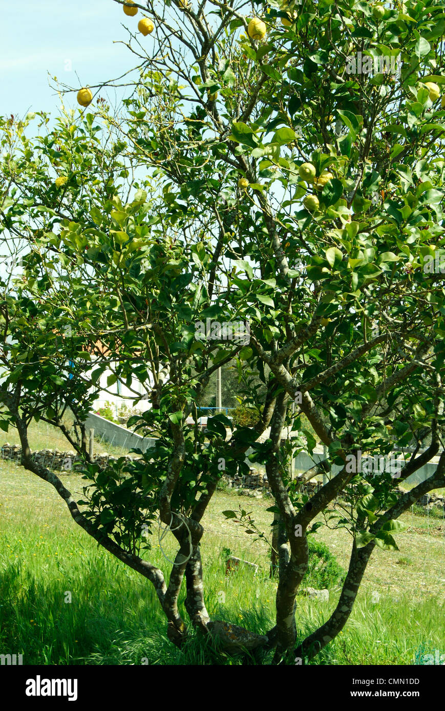 Are Lemon Tree Roots Poisonous To Dogs