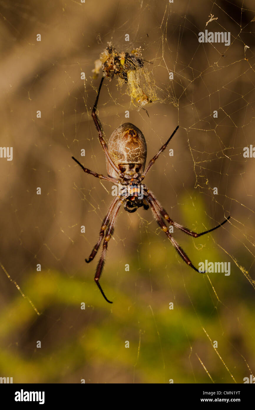 Orb  Spider Rottnest Island Stock Photo Alamy
