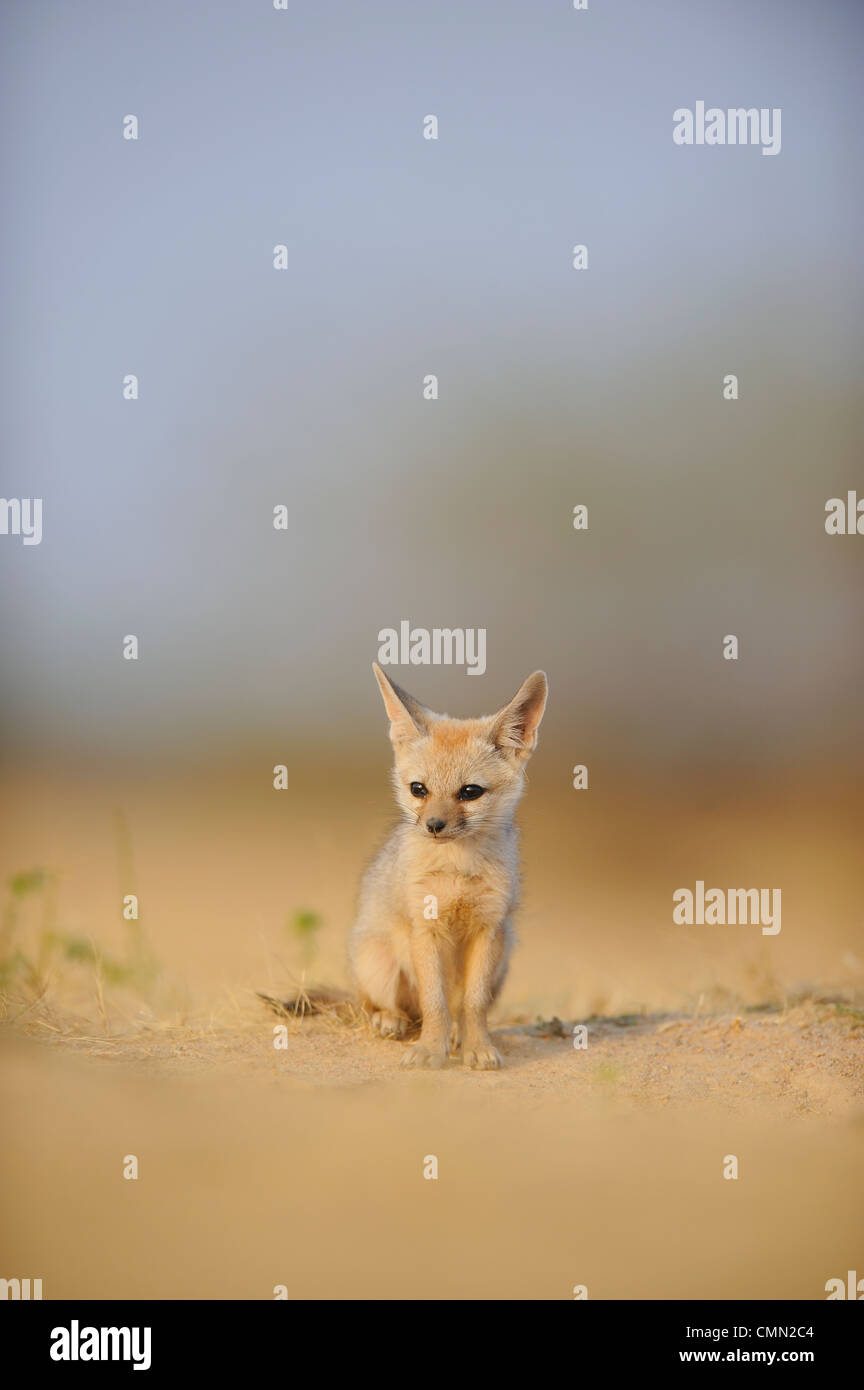 Bengal fox (Vulpes bengalensis), Indian fox Stock Photo - Alamy