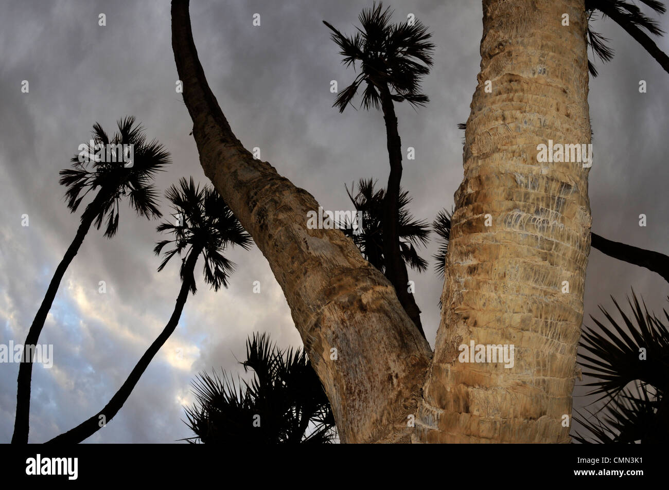 doum palm tree Stock Photo Alamy