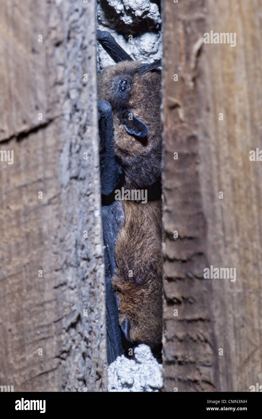 Patagium hires stock photography and images Alamy