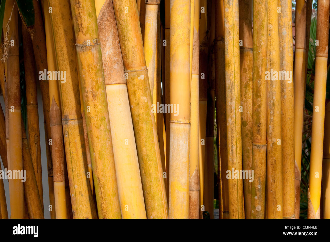 Yellow bamboo stems Stock Photo Alamy