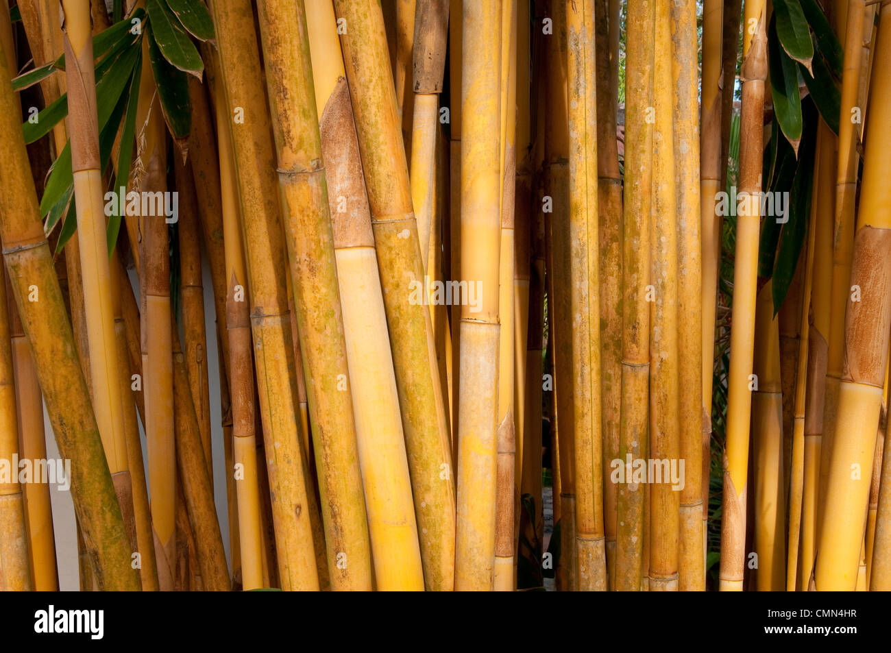 Yellow bamboo stems, closeup Stock Photo Alamy