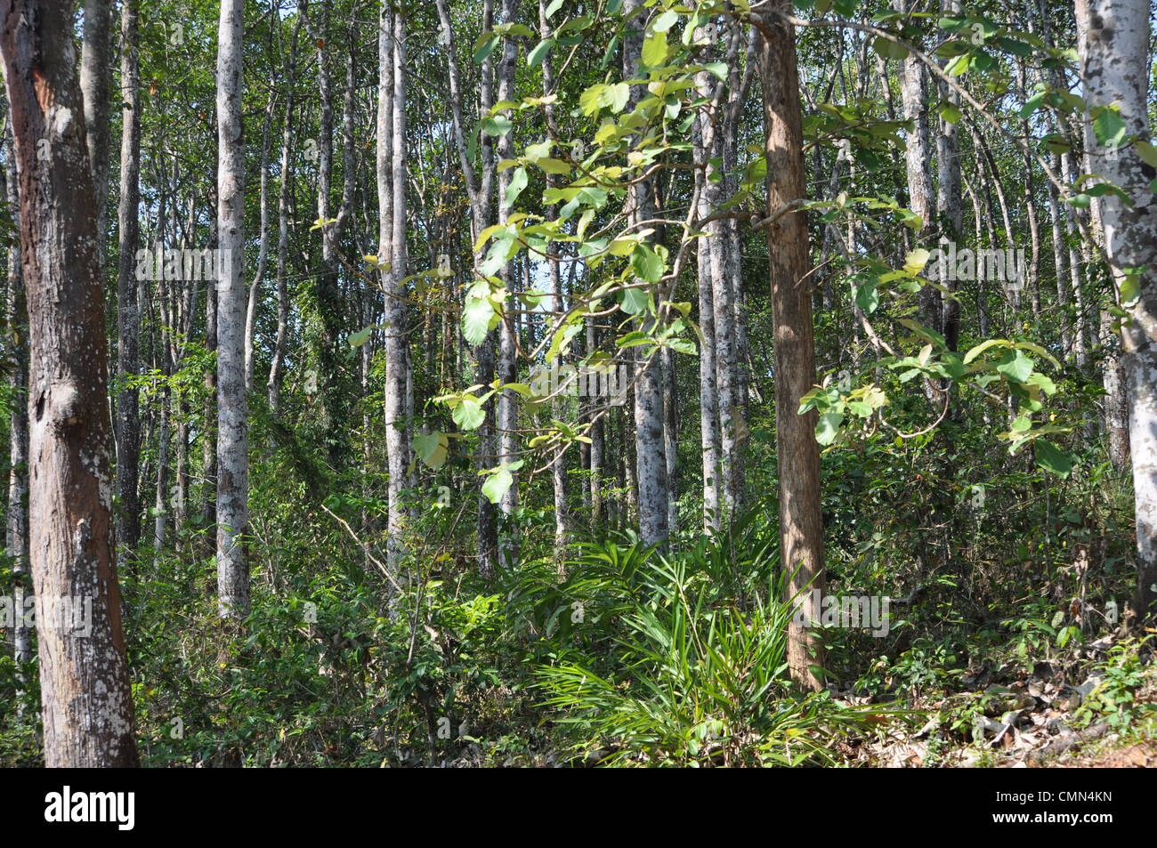 Inside estate rubber trees hires stock photography and images Alamy