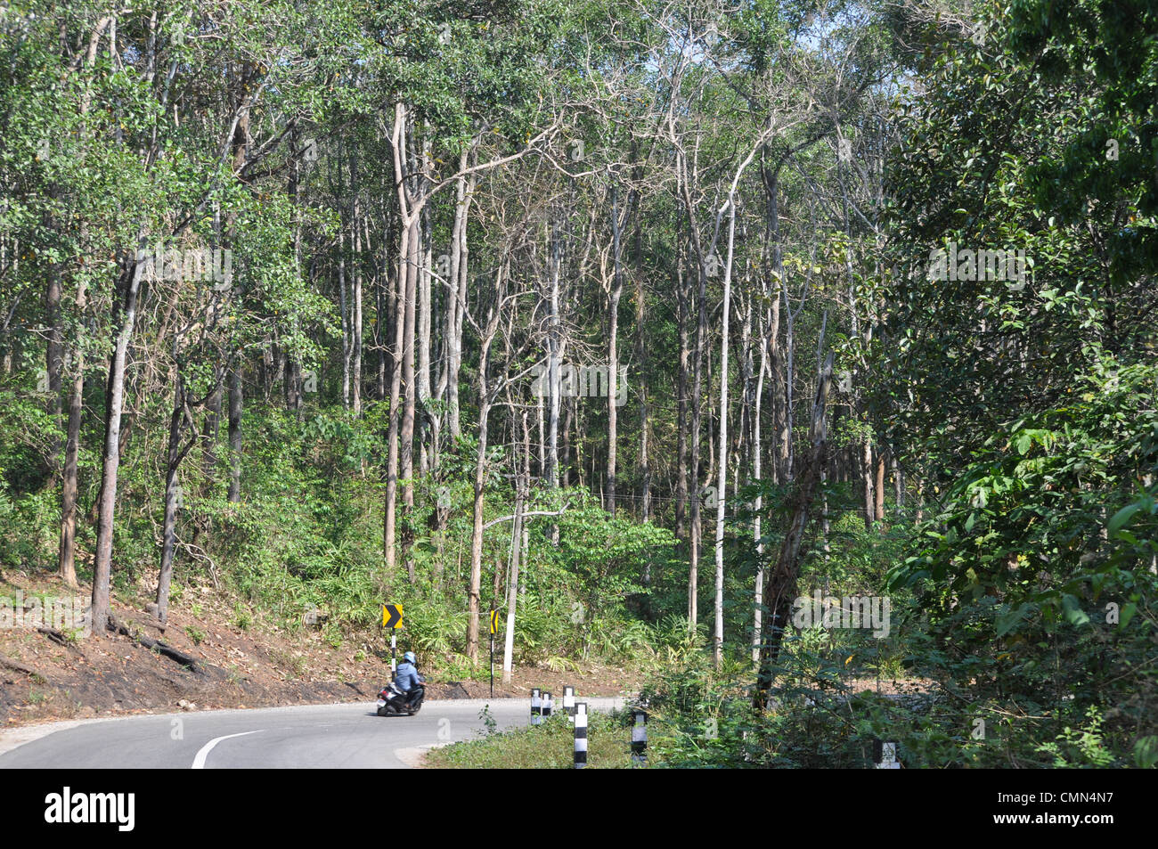 Teak plantation hires stock photography and images Alamy