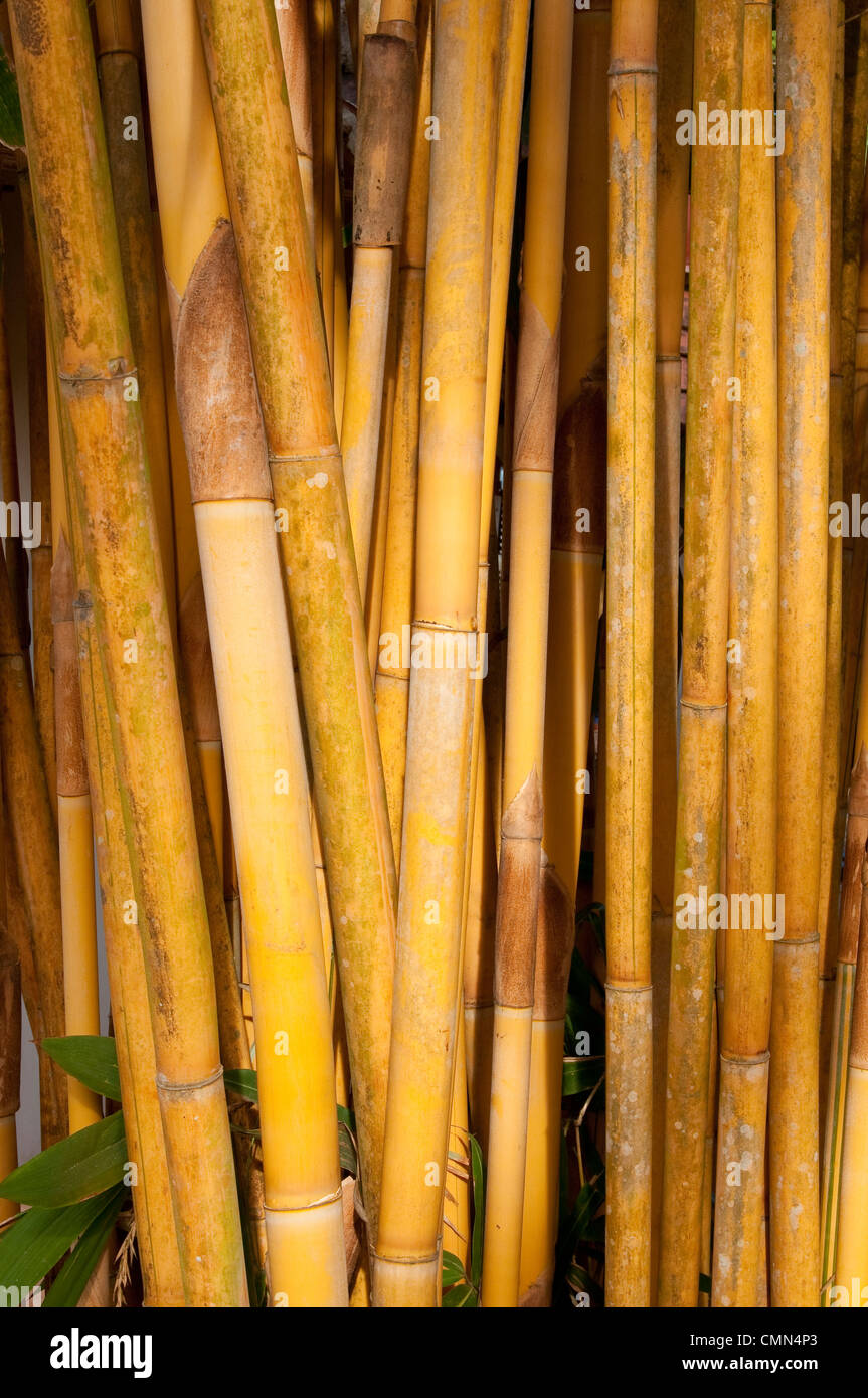 Yellow bamboo stems Stock Photo Alamy