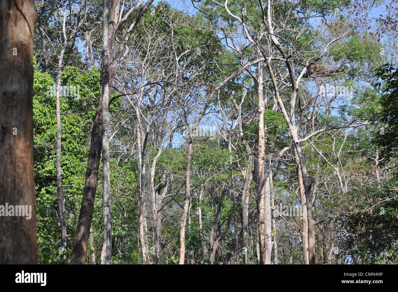 Fast Growing Trees Stock Photos & Fast Growing Trees Stock Images Alamy