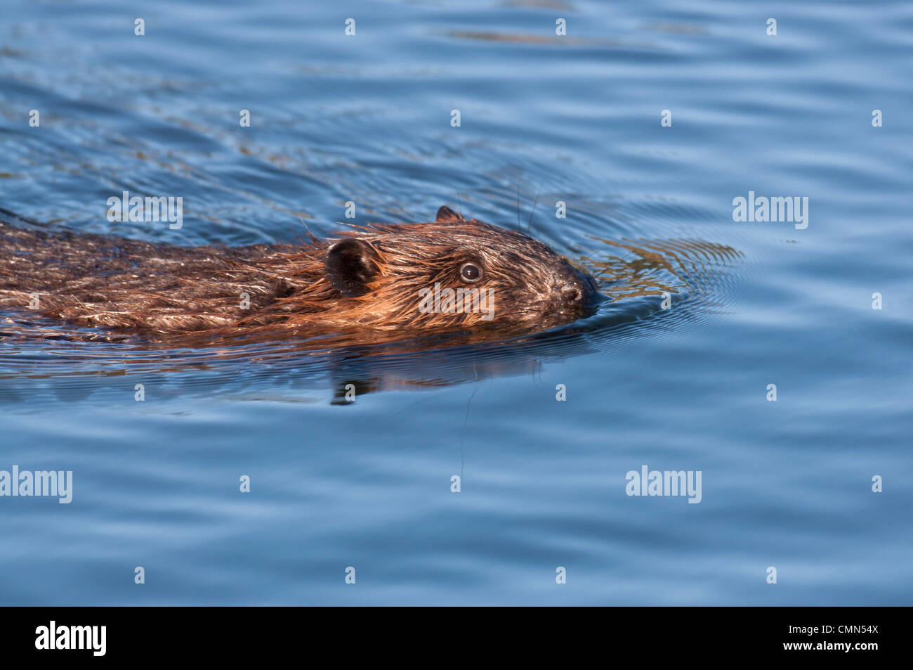 A Beaver (Castor canadensis) swims through its pond inspecting its dam ...