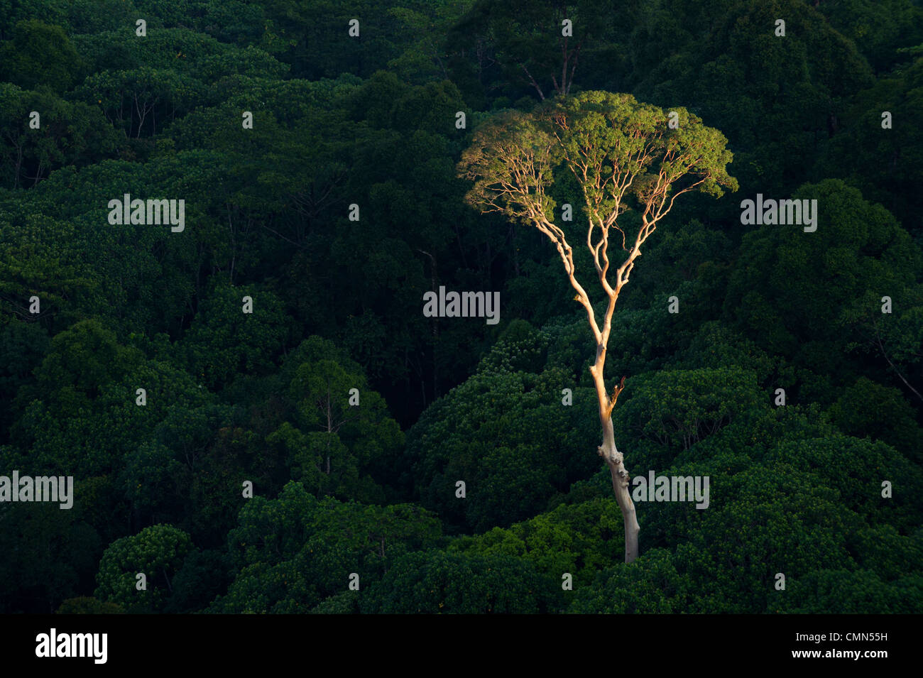 Emergent Menggaris Tree protruding the canopy of lowland Dipterocarp rainforest. Heart of Danum Valley, Sabah, Borneo. Stock Photo