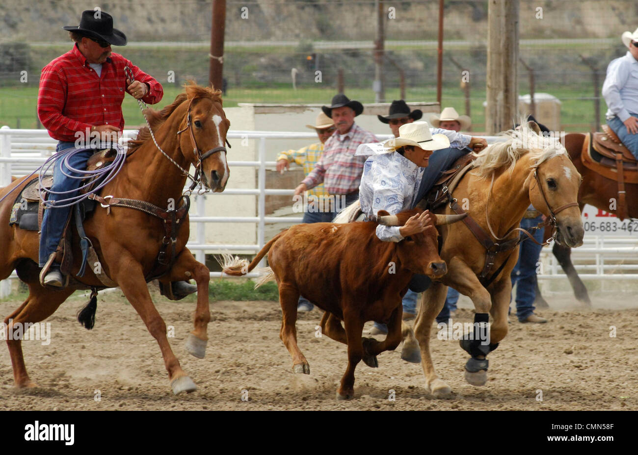 USA, Salmon, Idaho, Steer Wrestling, High School Rodeo Stock Photo Alamy