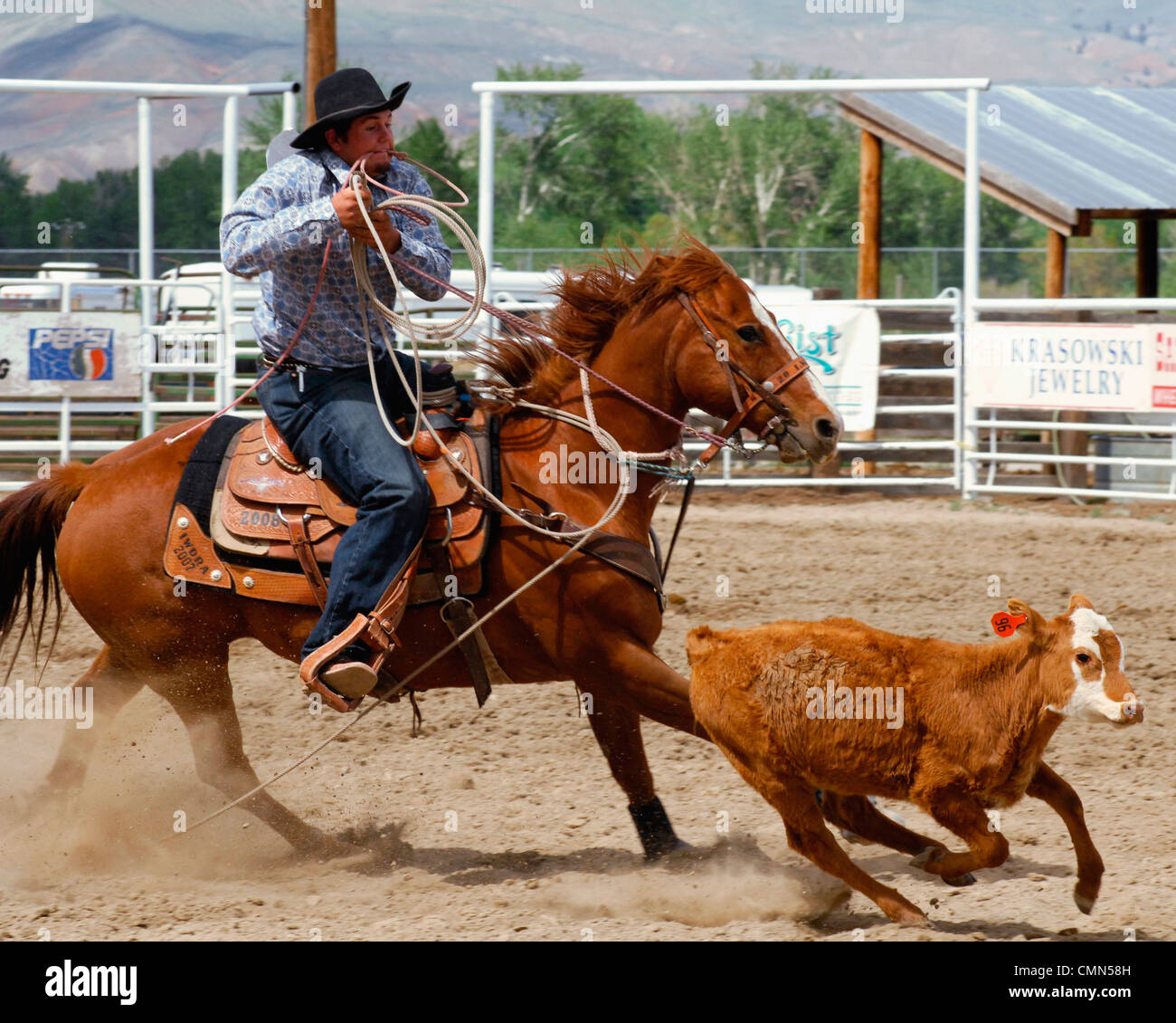 USA, Salmon, Idaho, TieDown Roping, High School Rodeo Stock Photo Alamy