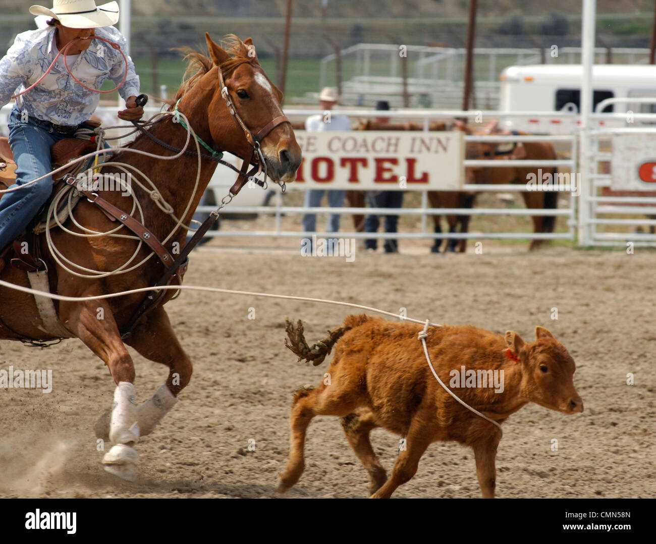 USA, Salmon, Idaho, TieDown Roping, High School Rodeo Stock Photo Alamy