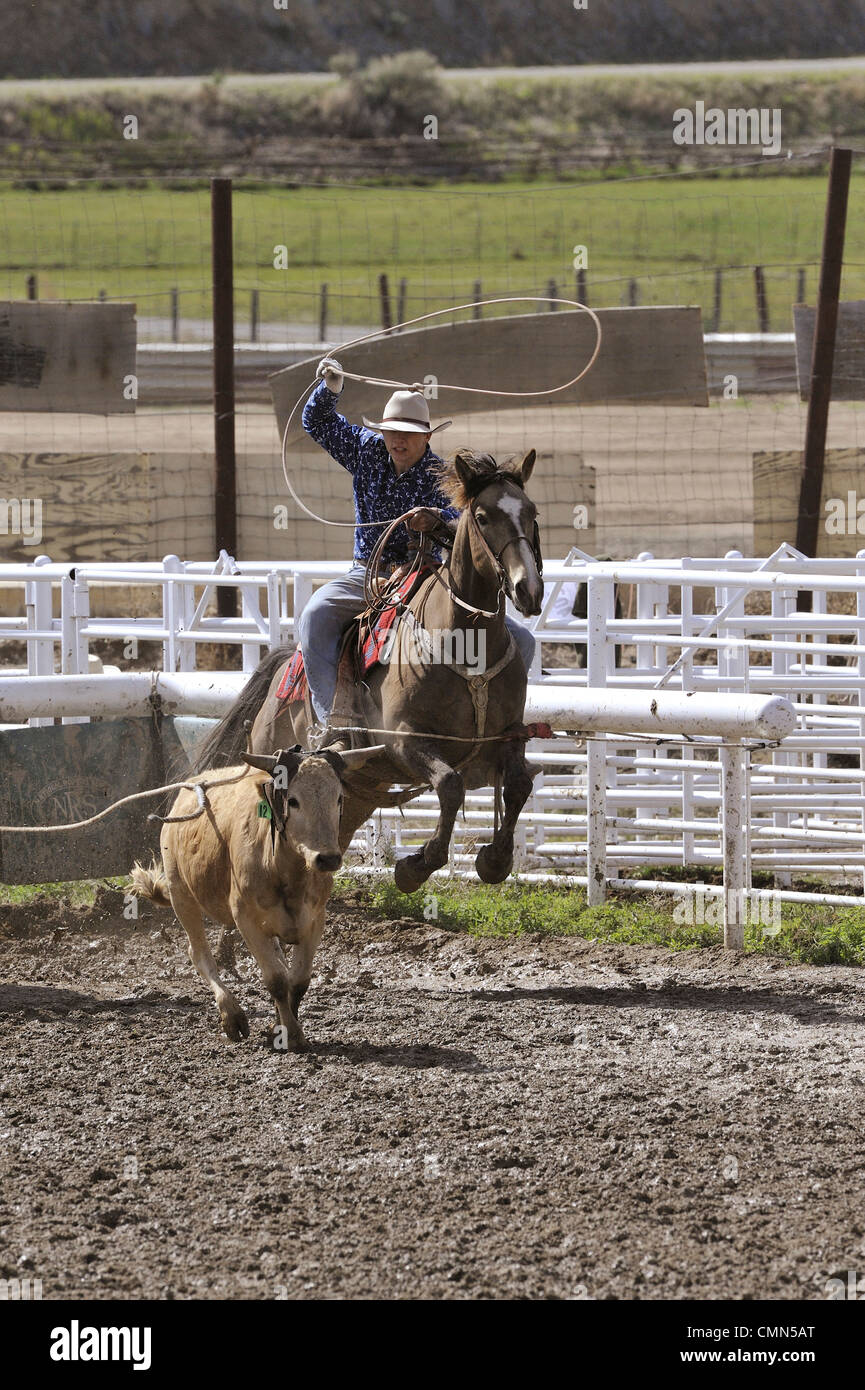 USA, Salmon, Idaho, TieDown Roping, High School Rodeo Stock Photo Alamy