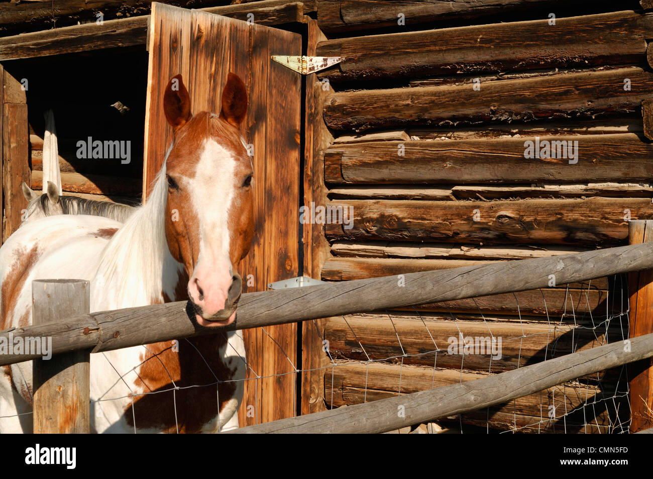 USA, Salmon, Idaho, Horses at Log Barn Stock Photo Alamy