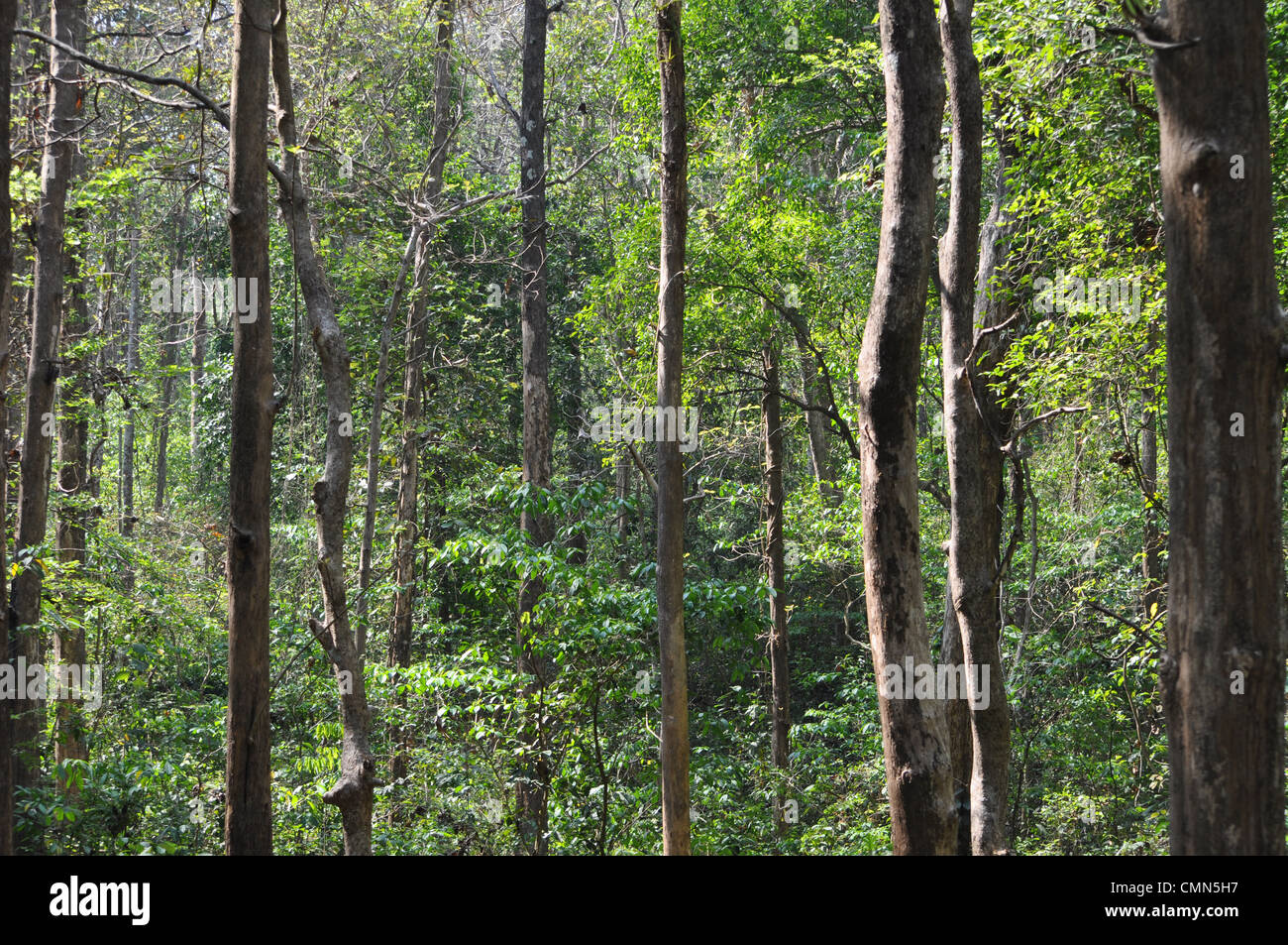 Teak wood trees hires stock photography and images Alamy