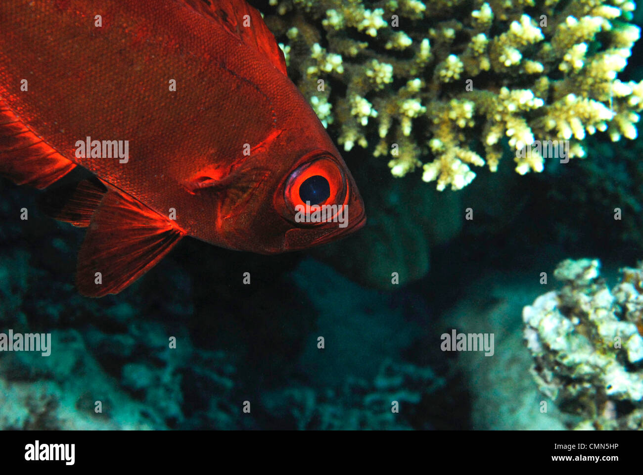 Red Soldierfish Stock Photo