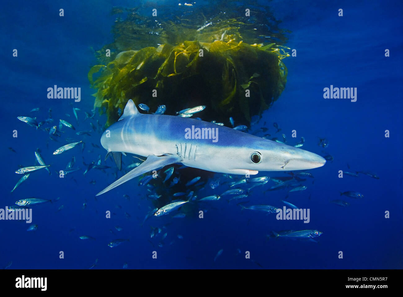 blue shark, Prionace glauca, juvenile, with school of jack mackerel, Trachurus symmetricus, under drifting kelp paddy, San Diego Stock Photo