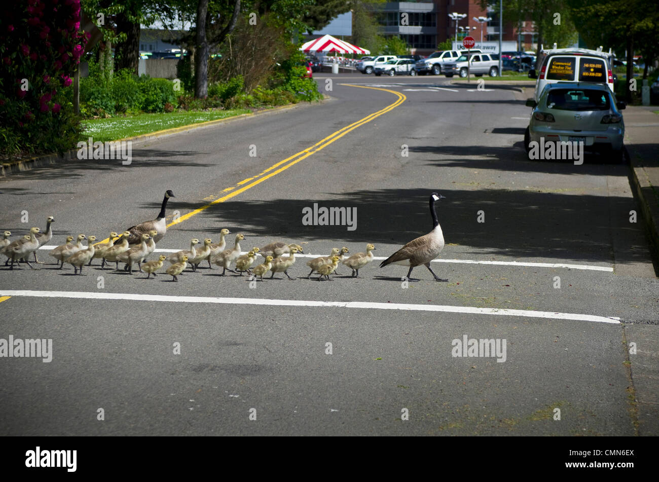 Why Did the Canada Goose Cross the Road? — Audubon Society of