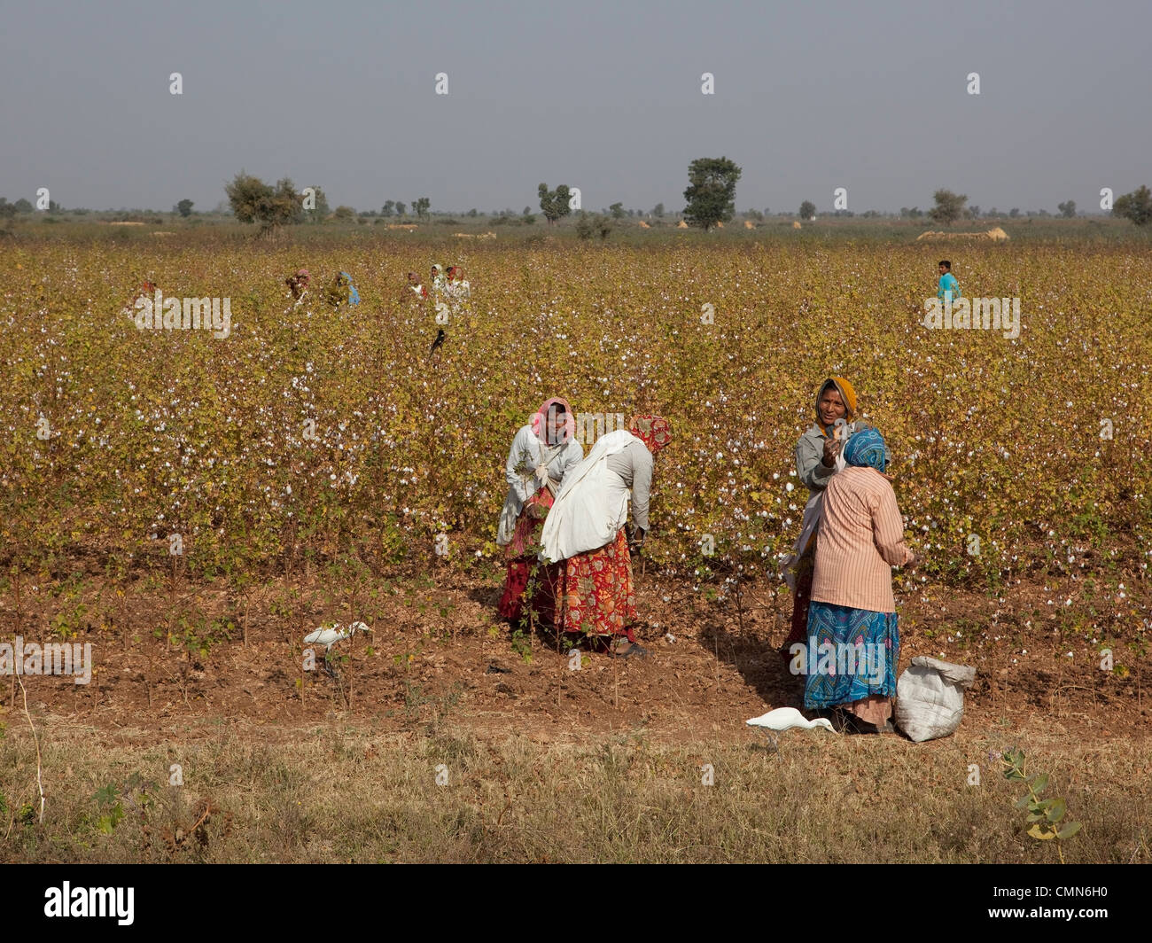 cotton pickers at work in the arid fields of Gujarat accompanied by cattle egrets and a black drongo Stock Photo