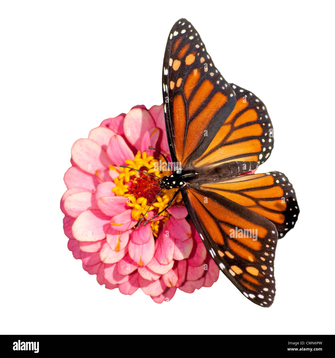Dorsal view of a female Monarch butterfly, Danaus plexippus, feeding on ...