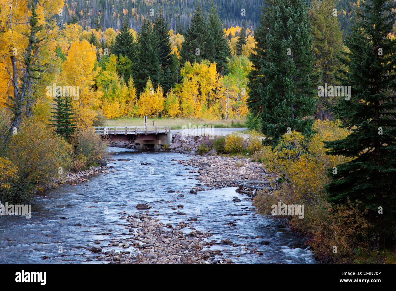 Utah; WasatchCache National Forest, Provo River and aspen trees along