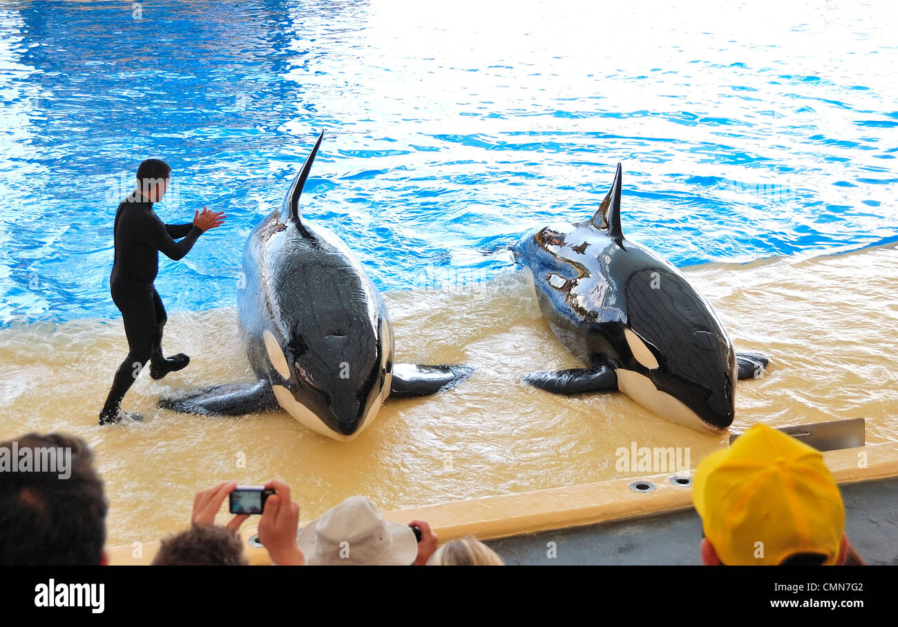 The Orcas show in Loro Parque, Tenerife, Spain. Stock Photo