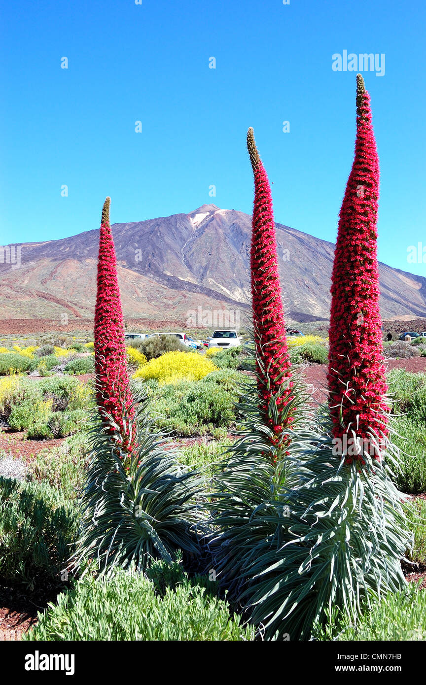 Echium wildpretii plant and volcano Teide at background, Tenerife island, Spain Stock Photo