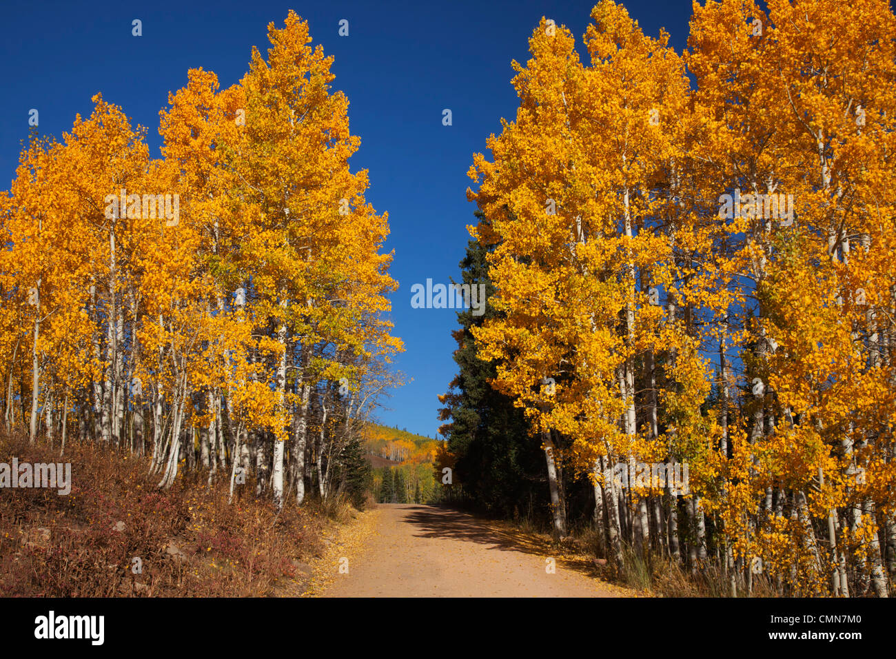 Utah; Uintah National Forest, Soapstone Basin Road Stock Photo Alamy