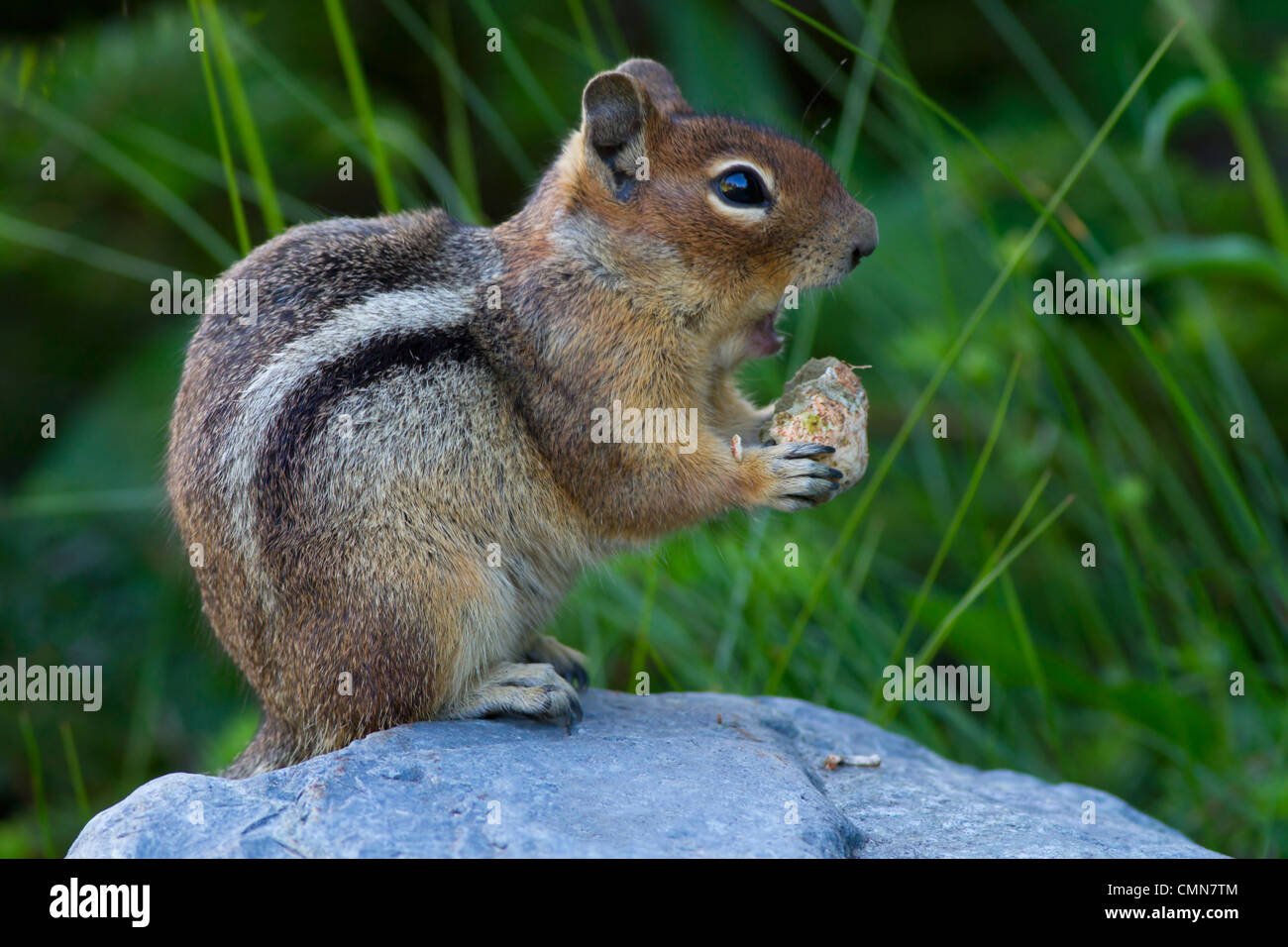 WA, Mount Rainier National Park, Golden Mantled Ground Squirrel (Spermophilus lateralis) Stock Photo