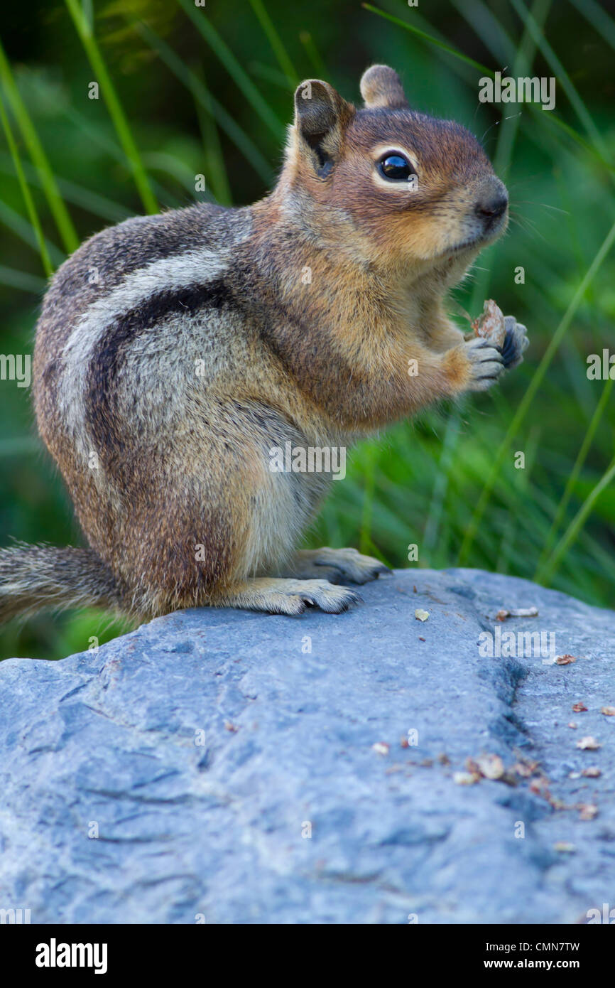 WA, Mount Rainier National Park, Golden Mantled Ground Squirrel (Spermophilus lateralis) Stock Photo