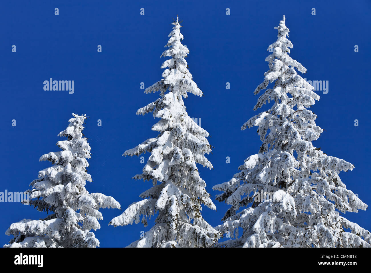 Snow pine tree hi-res stock photography and images - Alamy