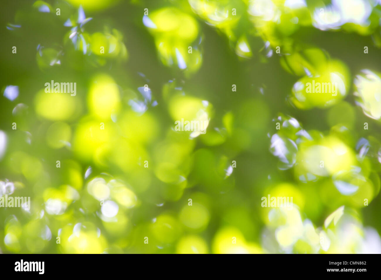 Yellow and Green Blurry Leaf Background Stock Photo - Alamy