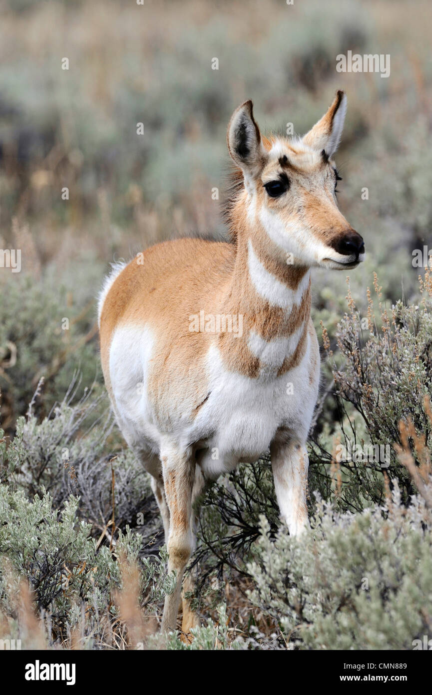 USA, Wyoming, Female Pronghorn Antelope, Yellowstone National Park